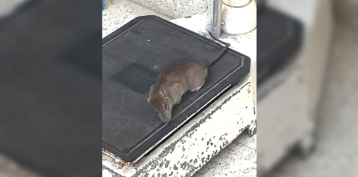 1549376776055.jpg?y=17&width=1495&oh=843&scaleX=1&scaleY=1&ow=1500&x=1&height=748&rotate=0&&cw=1920&ch=950