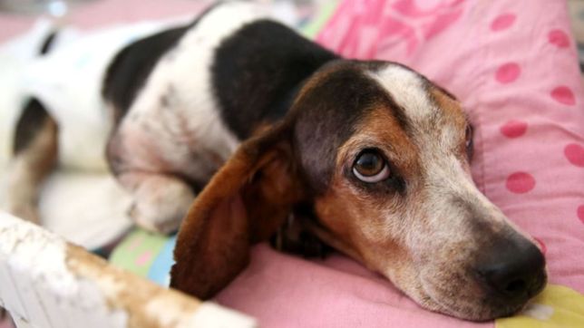 pasaran programas antiestres en la tv para las mascotas por la pirotecnia en navidad y ano nuevo