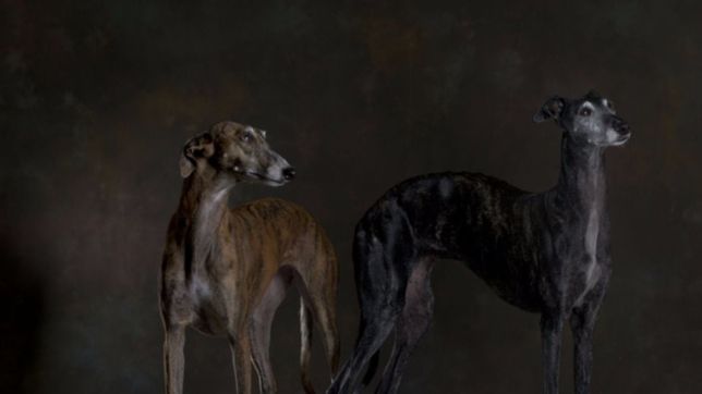 un ano sin kylo, el duro relato de una platense que perdio a su perro por la pirotecnia