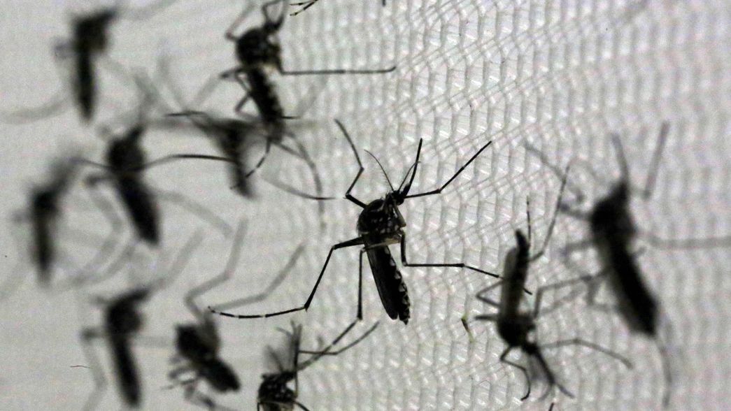 Tras la lluvia, vuelve el calor a La Plata: ¿llegará una nueva invasión de mosquitos a la ciudad?