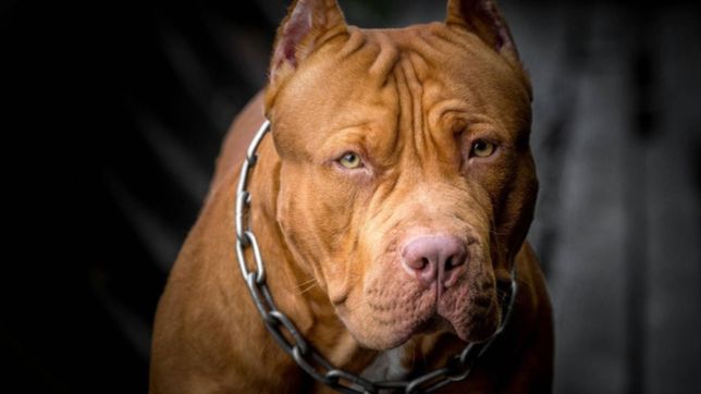 tension en un barrio de la plata donde tres pitbull atacaron a una joven