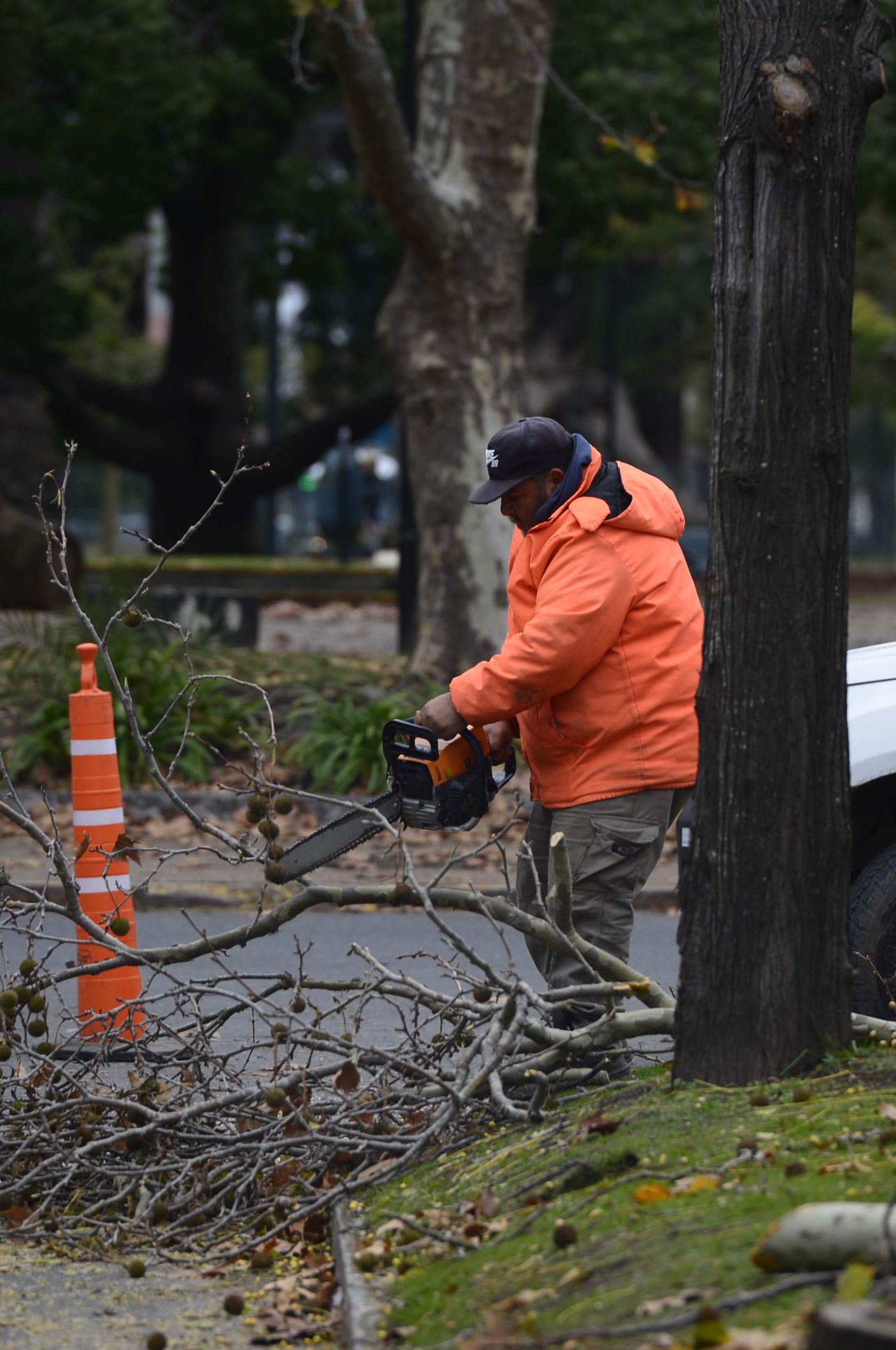 Diagonal 74 obras arbolado