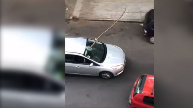 el impactante video que muestra un auto con una rama atravesada por las calles de la plata