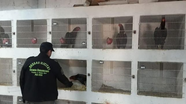 un gallo para esculapio: desarticulan una red de rinas de gallos que tenia dos sedes en la plata