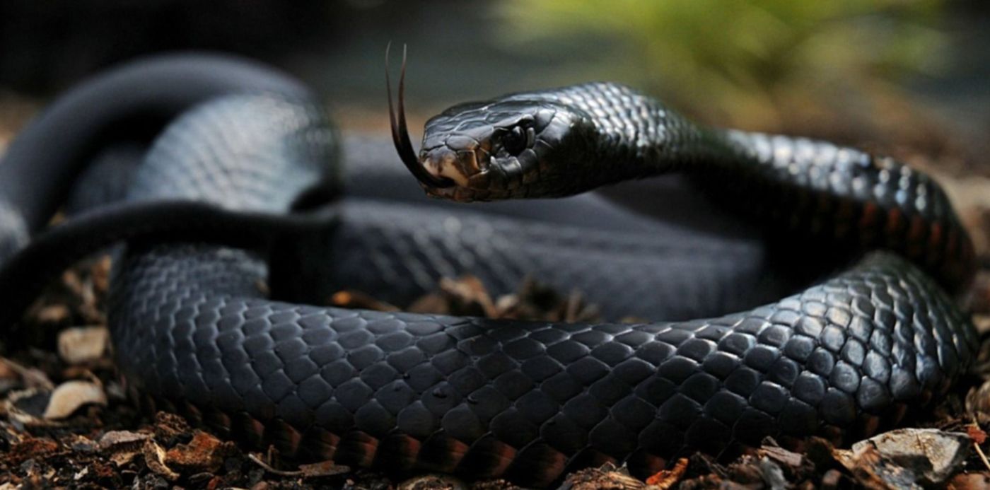 1538846804436.jpg?x=7&y=71&rotate=0&ow=1500&width=1487&height=743&scaleX=1&scaleY=1&oh=843&&cw=1920&ch=950