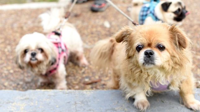 my pets, la aplicacion que creo un platense para encontrar mascotas perdidas y es furor