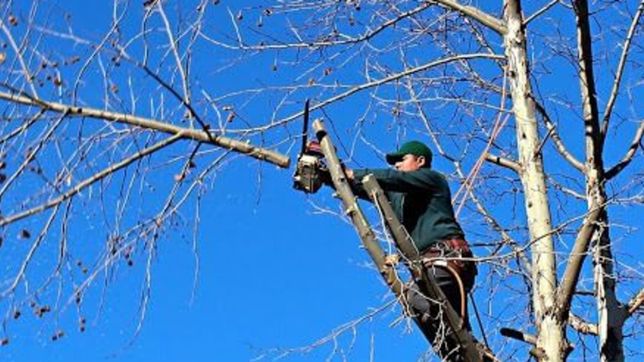 un vecino podaba un arbol en su casa y dejo sin luz a dos barrios de la plata