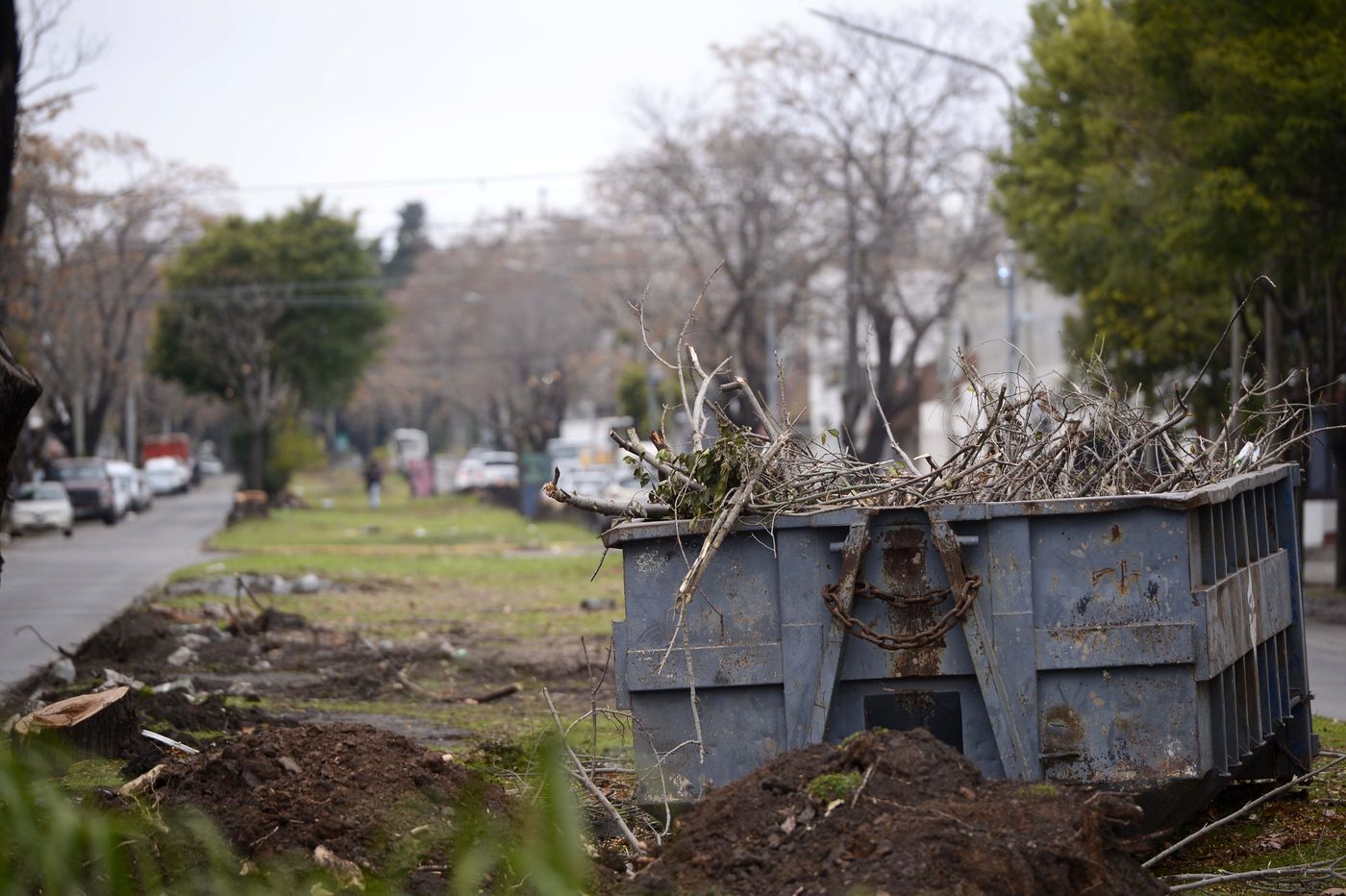 El proyecto contempla sanciones severas en los casos en que una poda produzca daños irreversibles o la muerte de un árbol