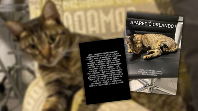 el insolito relato de la duena del gato que robaron en la plata y aparecio en varela