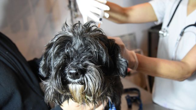 desvalijaron a una veterinaria de la plata mientras atendia mascotas en su trabajo