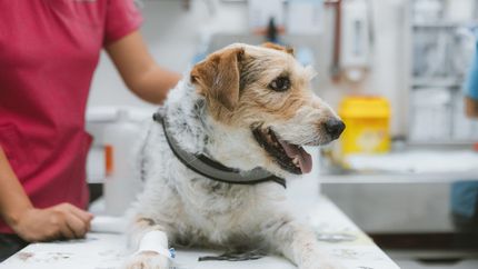 Buscan abrir un hospital veterinario municipal en La Plata para atender gratis a mascotas
