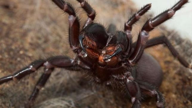 preocupacion por una ?invasion? de aranas en un predio abandonado en la plata