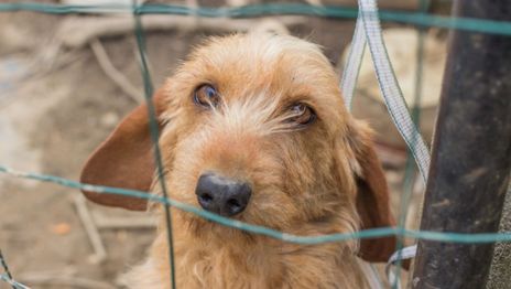 Grabaron a un hombre pegándole patadas a su perro en La Plata y terminó detenido Grabaron a un hombre pegándole patadas a su perro en La Plata y terminó detenido