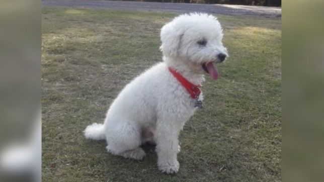 habra una marcha en la plata para reclamar por el pitbull que mato a un caniche