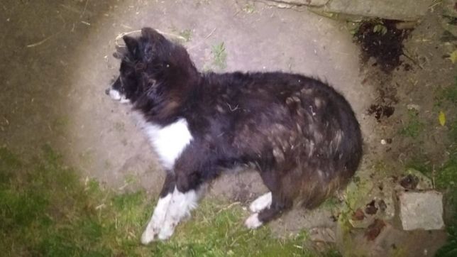 malevo, el perro baleado durante un robo en la plata, tuvo una leve mejoria pero sigue grave