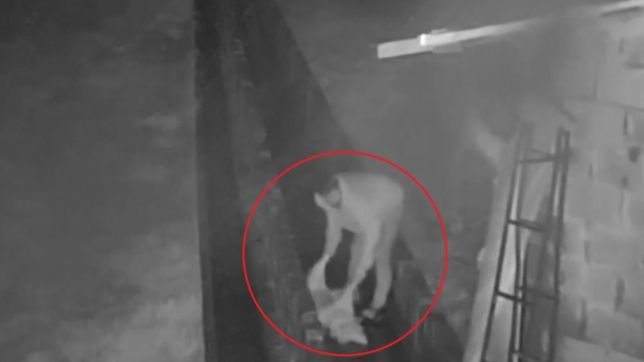 video: asi matan y roban chanchos de un criadero en el limite entre la plata y berisso