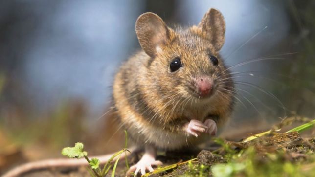 confirmaron dos nuevos contagios de hantavirus en la plata