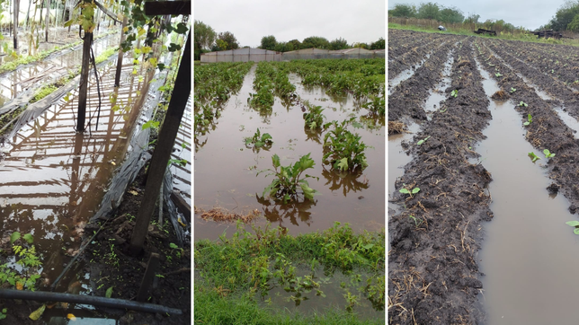 las fotos y videos de los destrozos en el cinturon frutihorticola de la plata