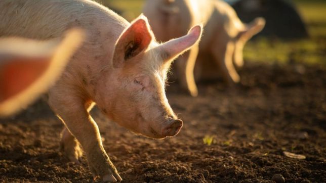 intentaron robarse un lechon y uno de los ladrones fue asesinado por el dueno