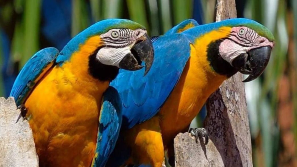 Nacieron dos guacamayos que van a vivir en el Bioparque de La Plata