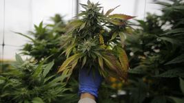 la provincia creo un consejo asesor para fortalecer las politicas de cannabis medicinal la provincia creo un consejo asesor para fortalecer las politicas de cannabis medicinal