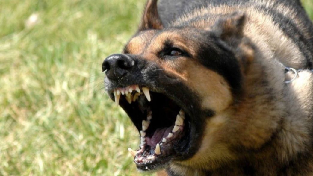 Rompieron un portón y entraron a una casa de Gonnet, pero salieron espantados por el perro