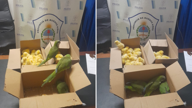 llevaban aves para vender clandestinamente y fueron descubiertos en un operativo policial