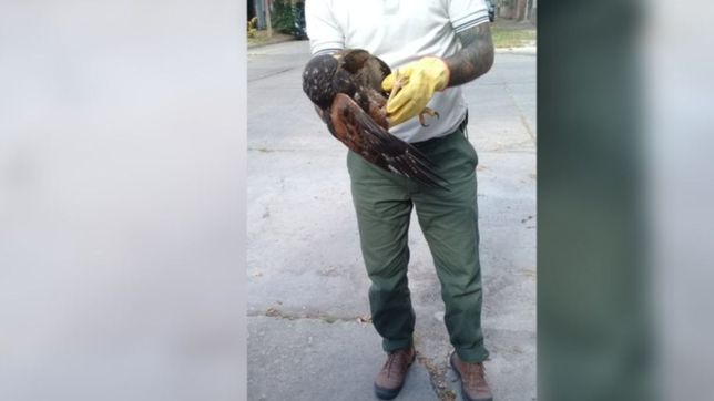 rescataron a un aguilucho herido en plena calle de la plata