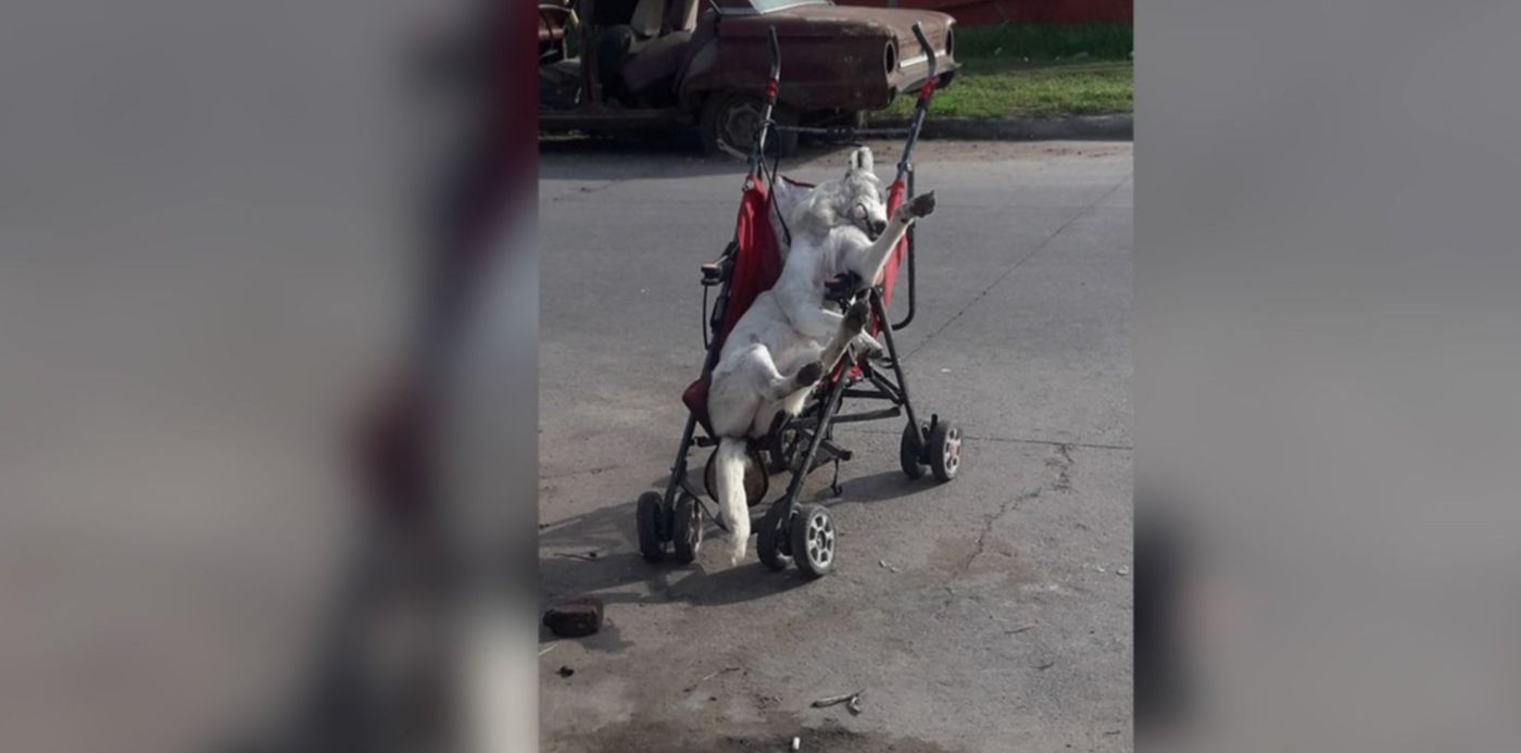 1540992749920.jpg?width=1409&rotate=0&scaleY=1&ow=1468&oh=734&x=24&y=20&height=705&scaleX=1&&cw=1920&ch=950