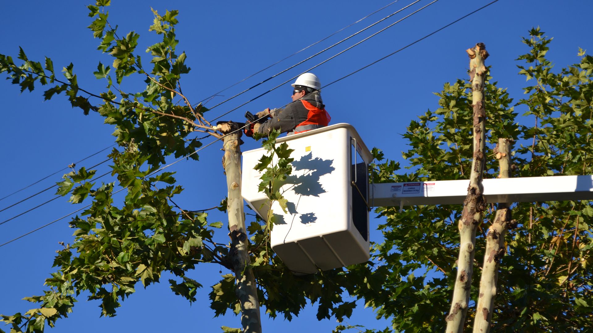 Organizaciones ambientales de La Plata denuncian talas y mutilaciones irregulares de árboles de la ciudad