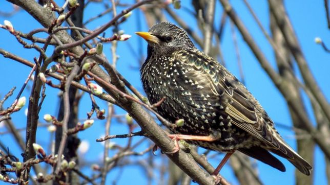 la unlp alerto por el avance de los estorninos y planteo la necesidad de controlarlos