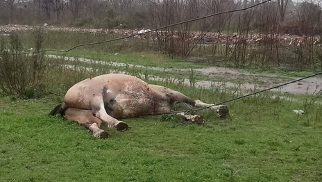 Encontraron muertos en La Plata a un jinete y su caballo e investigan qué les sucedió