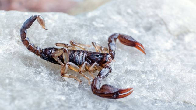 investigadores de la unlp desarrollan un antidoto frente al aumento de la aparicion de alacranes en la plata