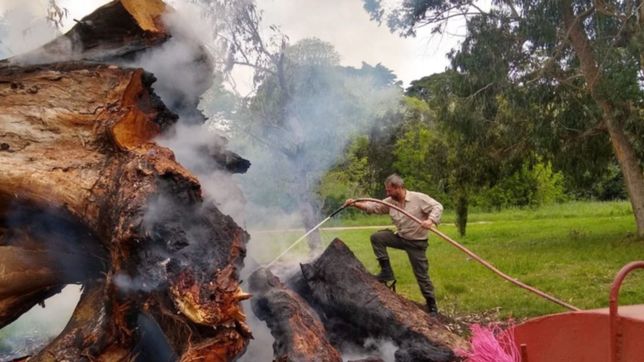 denuncian el incendio intencional de un arbol en el parque pereyra