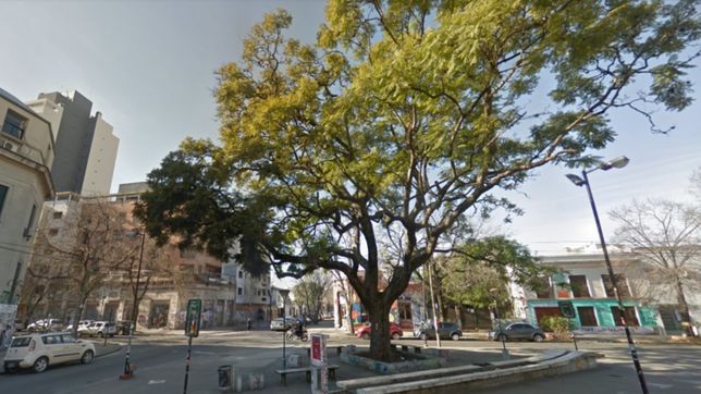 video: asi incendiaron el historico jacaranda de la plaza la noche de los lapices