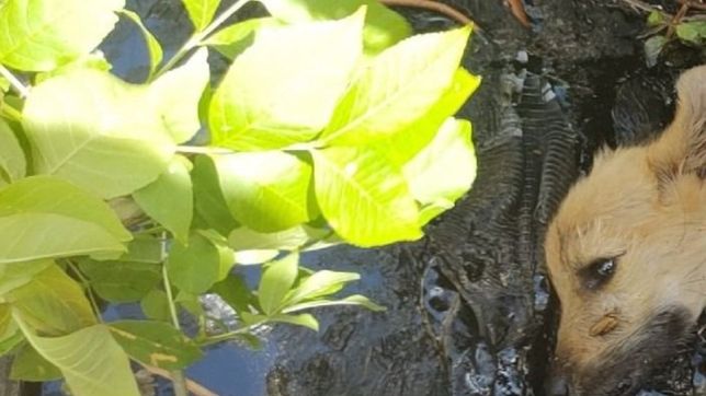 el conmovedor video de la recuperacion de un cachorro que casi muere atrapado en la brea