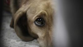 denuncian criadero de la plata por maltrato animal y operar sin habilitacion denuncian criadero de la plata por maltrato animal y operar sin habilitacion
