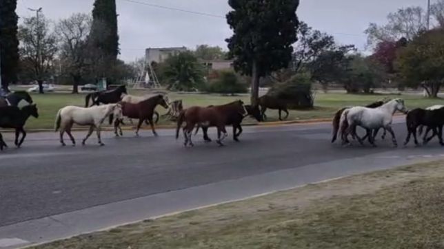 una docena de caballos complico el transito en el cruce de dos avenidas de la plata