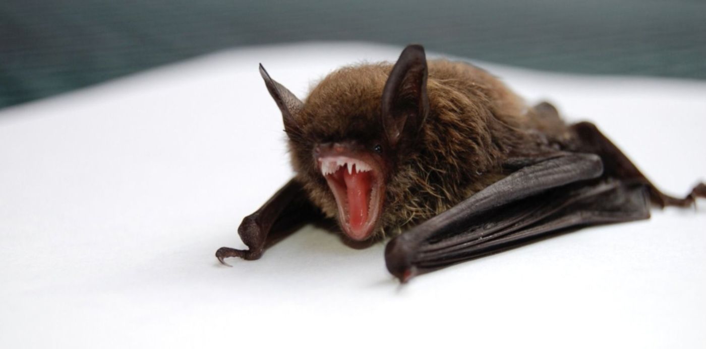 1584647354651.jpg?x=12&y=83&width=1482&height=741&rotate=0&scaleX=1&scaleY=1&ow=1500&oh=997&&cw=1920&ch=950