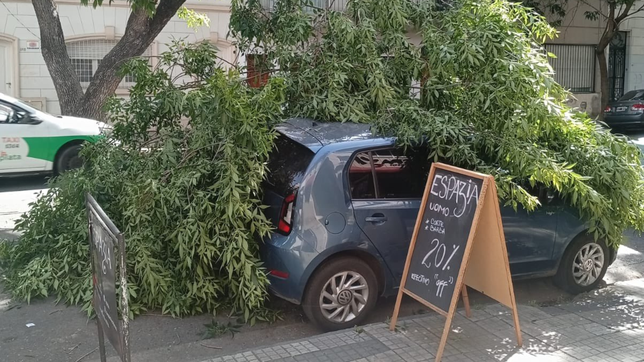 una rama se desprendio en pleno centro de la plata y cayo sobre un auto estacionado