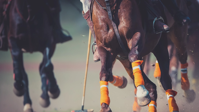 denuncian el robo de cinco caballos de polo: se los habrian llevado en un trailer