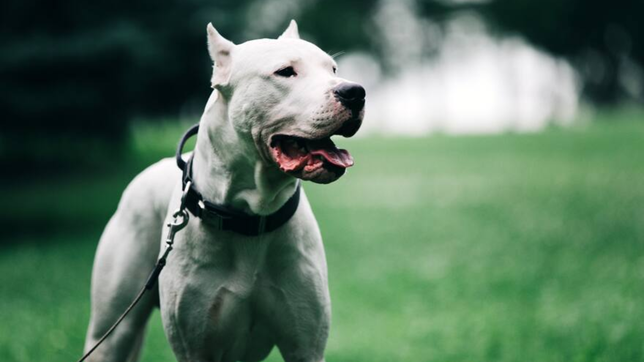 un nene de 9 anos fue mordido por un dogo argentino en la plata y detuvieron al dueno