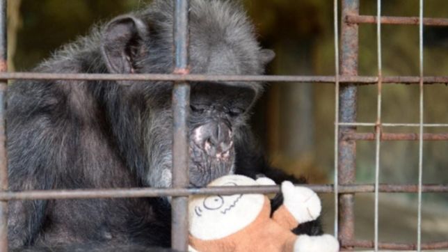 el recuerdo de judy, la historica chimpance de la plata