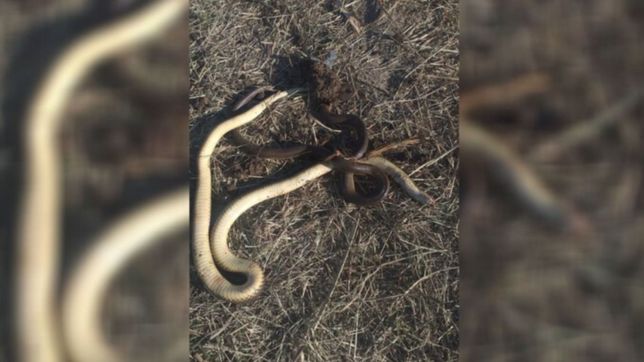video: vecinos de los hornos encontraron dos grandes culebras y las quemaron