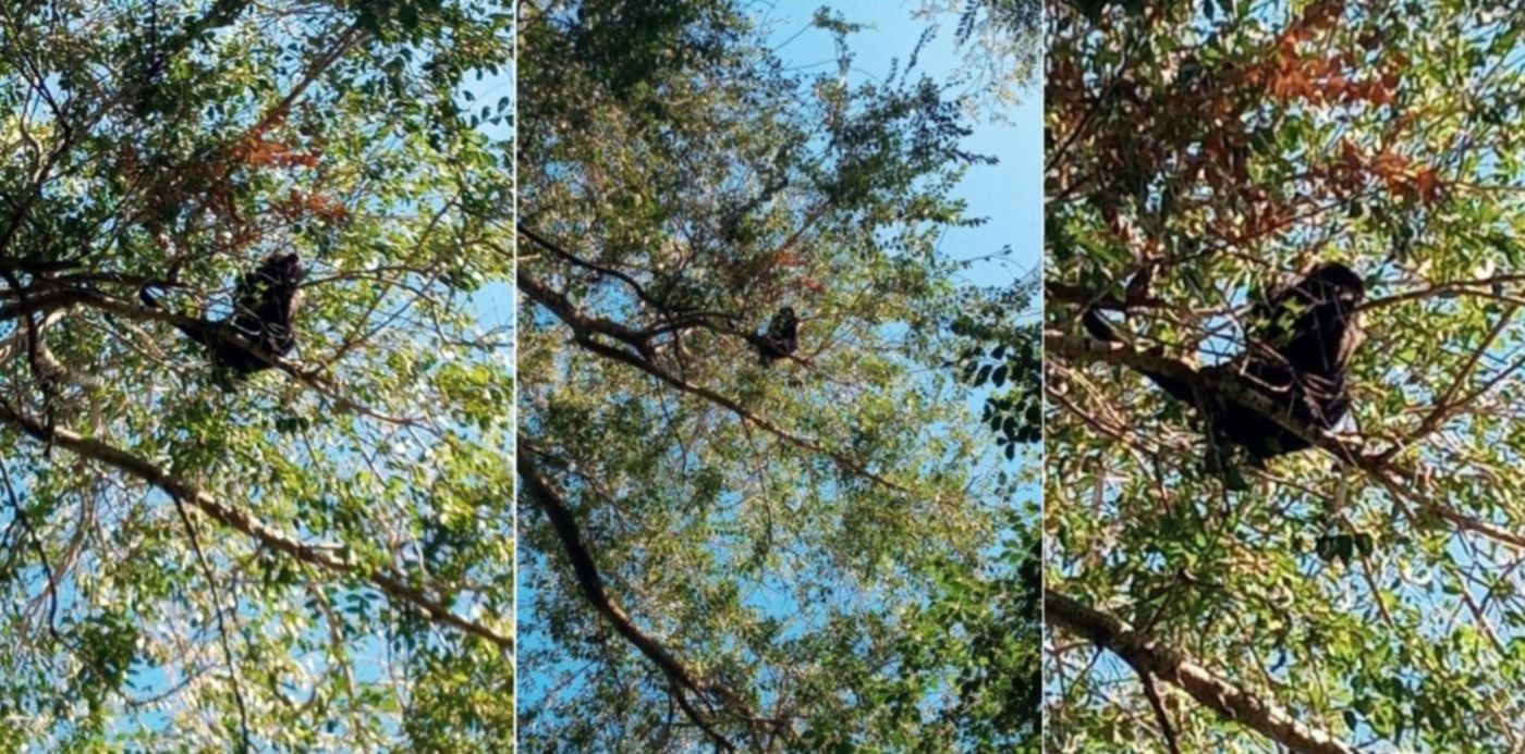 1615403790098.jpg?x=13&y=10&width=1449&height=725&rotate=0&scaleX=1&scaleY=1&ow=1500&oh=742&&cw=1920&ch=950