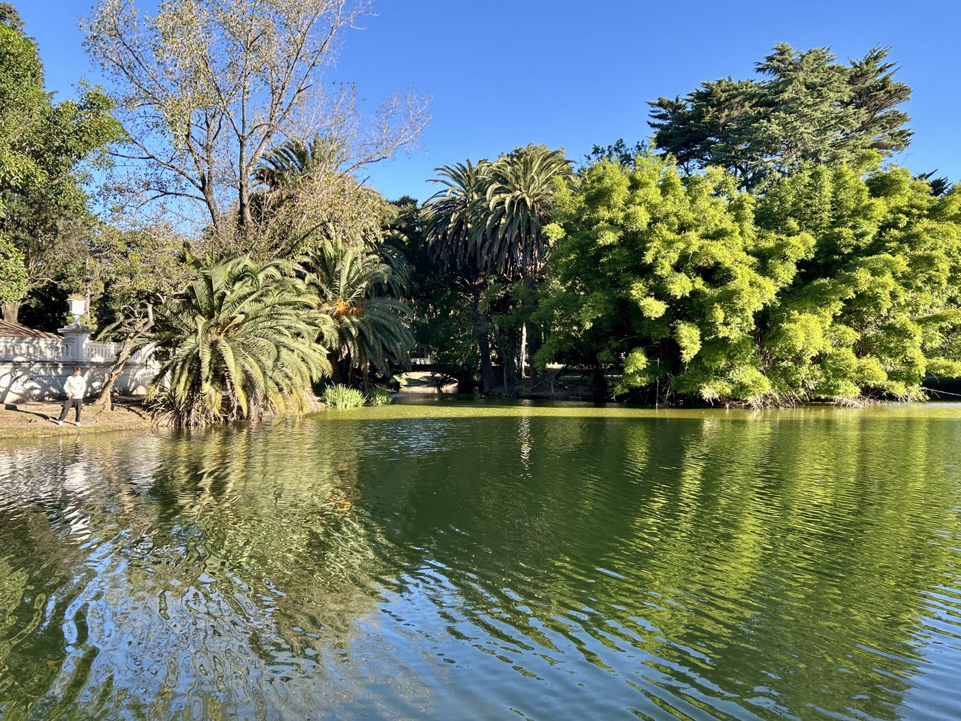 Cianobacterias en el lago del Bosque de La Plata (9).JPG