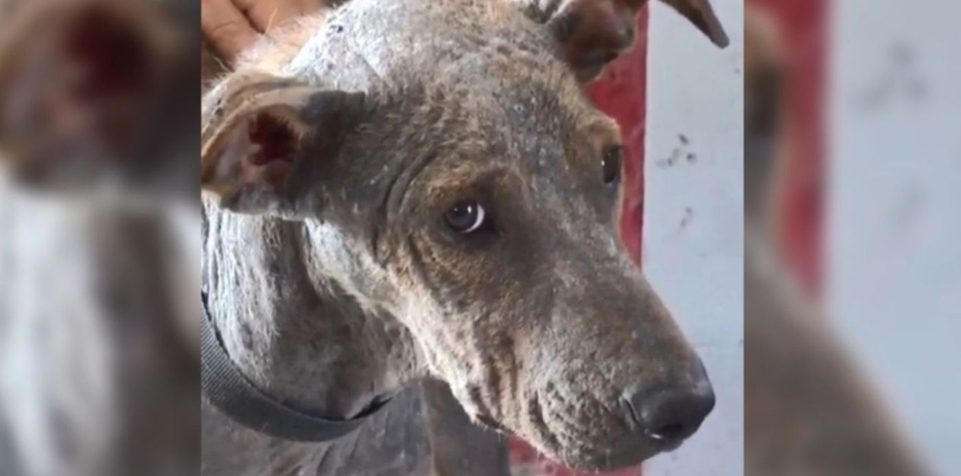 1547133227737.jpeg?ow=1280&oh=640&x=9&width=1265&scaleY=1&scaleX=1&y=6&height=633&rotate=0&&cw=1920&ch=950