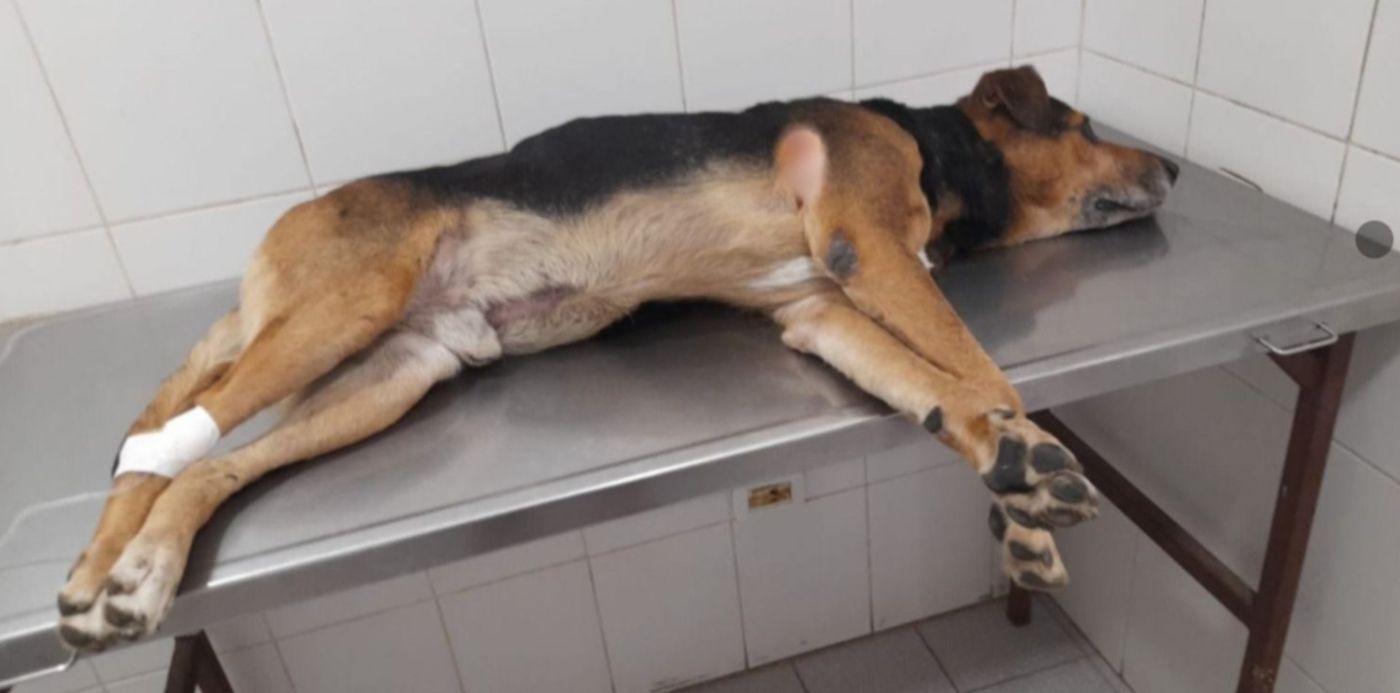 Perro herido de un flechazo