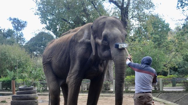 la primera denuncia de maltrato animal en la plata es por la elefanta pelusa