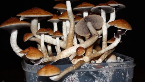 Científicos de la UNLP ponen la mira en los hongos, un superalimento que gana terreno pero implica riesgos Científicos de la UNLP ponen la mira en los hongos, un superalimento que gana terreno pero implica riesgos